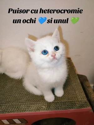 British shorthair white cu heterocromie, un ochi albastru si unul verde - imagine 2
