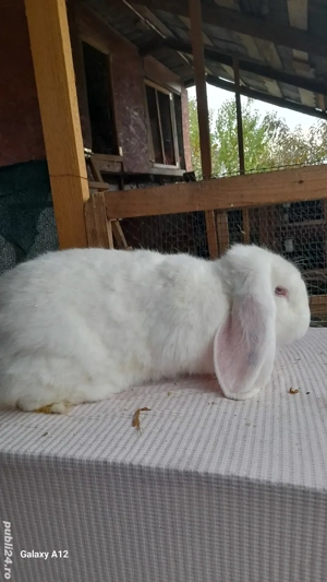 Femele berbec german - imagine 5