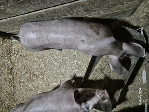 Purcei si godacei  - imagine 5