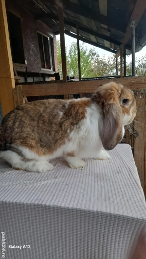 Femele berbec german