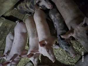 Purcei si godacei  - imagine 4