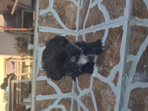 Puiuți bichon de vânzare! - imagine 3 Puiuți bichon de vânzare! - imagine 3