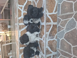 Puiuți bichon de vânzare! - imagine 2 Puiuți bichon de vânzare! - imagine 2