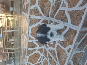 Puiuți bichon de vânzare! - imagine 4 Puiuți bichon de vânzare! - imagine 4