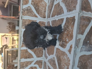 Puiuți bichon de vânzare! - imagine 5 Puiuți bichon de vânzare! - imagine 5