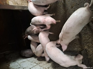 porc de vănzare  - imagine 2