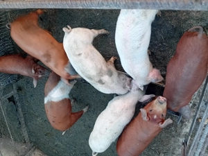 De vanzare purcei  - imagine 3