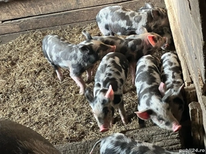 Vând purcei rasa Pietrain - imagine 2