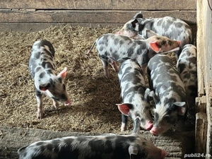 Vând purcei rasa Pietrain