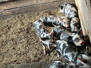 Vând purcei rasa Pietrain - imagine 4