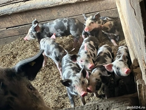 Vând purcei rasa Pietrain - imagine 3