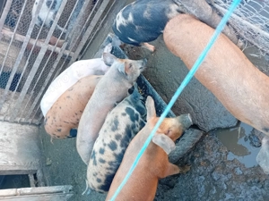 De vanzare soldani 35-40 kg  - imagine 2