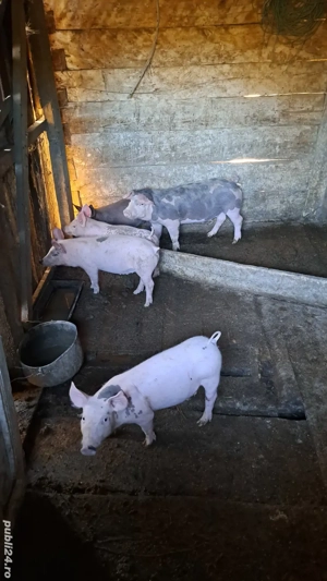 Vând purcei de carne - imagine 4 Vând purcei de carne - imagine 4