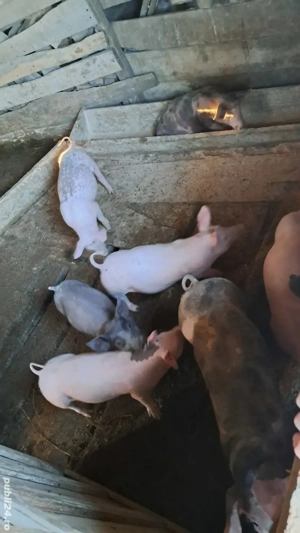 Vând purcei de carne - imagine 3 Vând purcei de carne - imagine 3