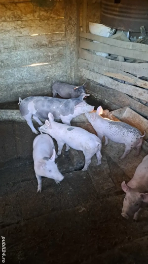 Vând purcei de carne - imagine 2 Vând purcei de carne - imagine 2