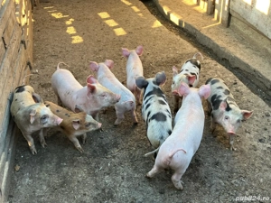 Vând purcei rasa încrucișată Pietrain cu Marele Alb  - imagine 5