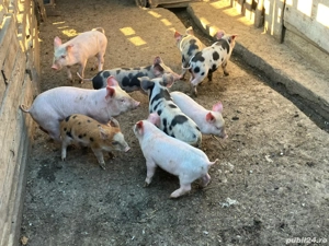 Vând purcei rasa încrucișată Pietrain cu Marele Alb  - imagine 3