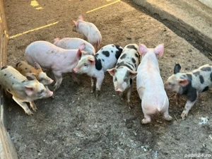 Vând purcei rasa încrucișată Pietrain cu Marele Alb  - imagine 4