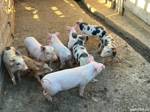 Vând purcei rasa încrucișată Pietrain cu Marele Alb