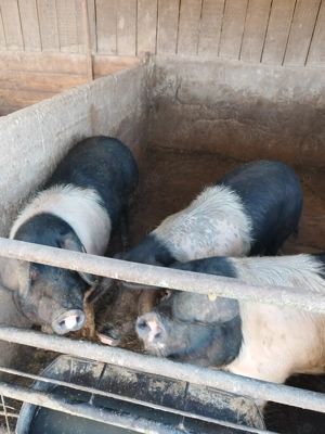 Porci grasi de vanzare - imagine 3