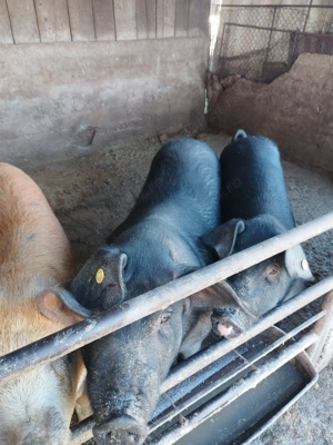 Porci grasi de vanzare - imagine 2