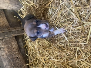 Amstaff bicolor  - imagine 2