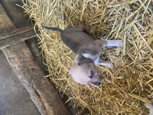 Amstaff bicolor  - imagine 3