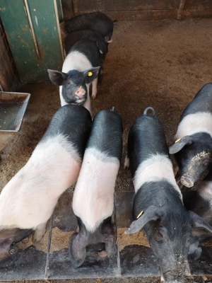 Soldani de vanzare Bazna - imagine 2 Soldani de vanzare Bazna - imagine 2