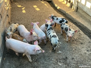 Vând purcei rasa încrucișată Pietrain cu Marele Alb  - imagine 2