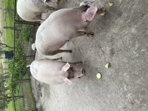 Vând 2 porci - imagine 5