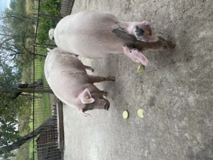 Vând 2 porci - imagine 4