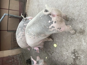 Vând 2 porci - imagine 3