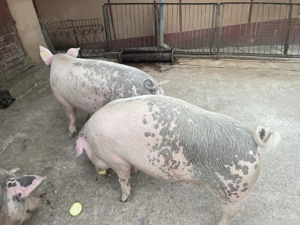 Vând 2 porci - imagine 2