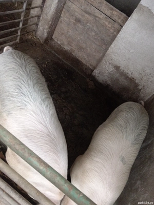 1 sau 2 porci pentru Crăciun 