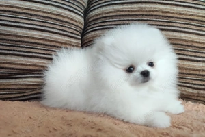 Cățeluși pomeranian spitz de talie mica