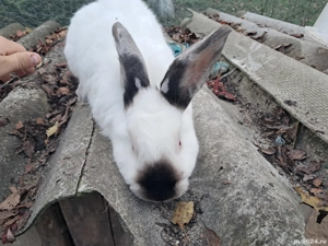 mascul californian  - imagine 2