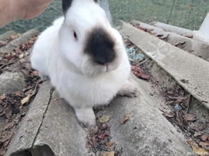 mascul californian  - imagine 3