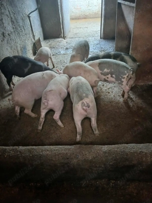 Vând purcei frumoși 6 bucati - imagine 2