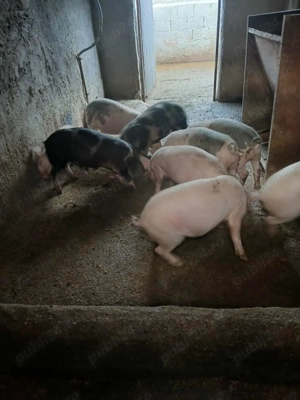 Vând purcei frumoși 6 bucati