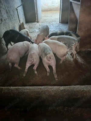 Vând purcei frumoși 6 bucati - imagine 4