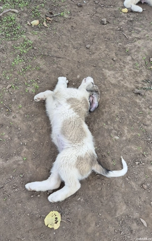 Ciobănești de Bucovina