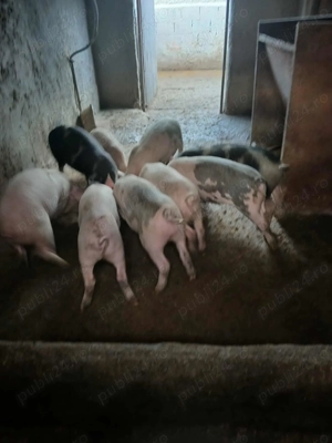 Vând purcei frumoși 6 bucati - imagine 3