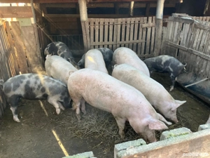 Vând porci din rasa Marele Alb