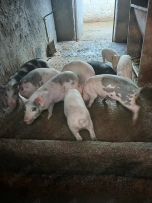 Vând purcei frumoși 6 bucati - imagine 5