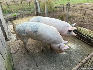 Vand porc de aprox 150 kg - imagine 3 Vand porc de aprox 150 kg - imagine 3