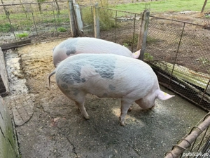 Vand porc de aprox 150 kg