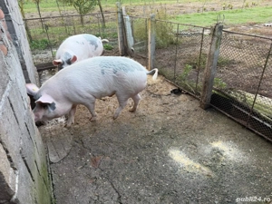 Vand porc de aprox 150 kg - imagine 2 Vand porc de aprox 150 kg - imagine 2