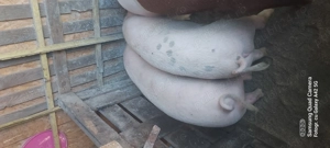 Vand porci  - imagine 3