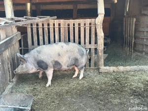 Vând porci din rasa Pietrain - imagine 2
