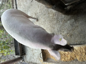 Vând purcea 140-150 de kg  - imagine 2